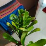 Euphorbia neriifolia Hoja