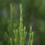 Erica arborescens Leaf