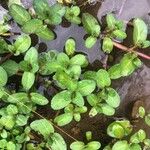 Veronica beccabunga Feuille