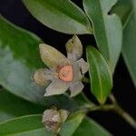 Guatteria australis Flower