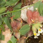 Tripodion tetraphyllum Flower