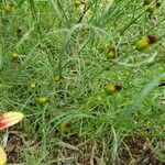 Coreopsis verticillata Ліст