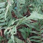 Polypodium interjectum Blad