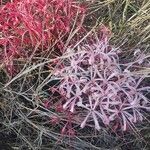 Ammocharis tinneana Λουλούδι