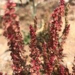 Rumex bucephalophorus Blüte