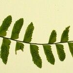 Asplenium cirrhatum Arall