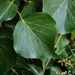 Hedera colchica Foglia