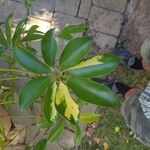 Schefflera spp. Leaf
