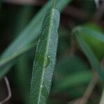 Alysicarpus vaginalis Leaf