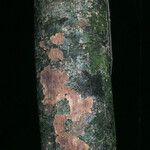 Pradosia ptychandra Bark