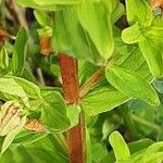 Hypericum tetrapterum Bark