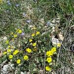 Helianthemum marifoliumSchors