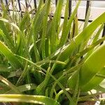 Aloe officinalis പുറംതൊലി