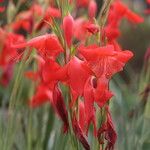 Gladiolus saundersii
