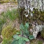 Hieracium glaucinum Hàbitat
