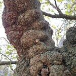 Morus alba Corteza
