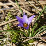 Romulea bulbocodium Costuma