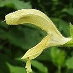 Salvia glutinosa Blüte