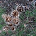 Arctium minus Frukt