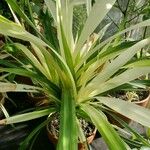 Pandanus utilis Характер