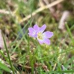 Oxalis acetosella Квітка