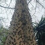 Ceiba speciosa Bark