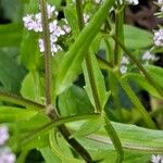Valerianella dentata Yaprak
