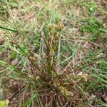 Luzula multiflora Hábito