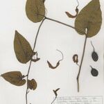 Aristolochia altissima Other