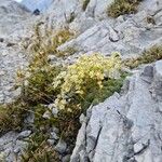 Saxifraga squarrosa Flower