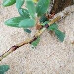 Polygonum maritimum Azala