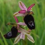 Ophrys bertolonii Flower