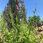 Desmodium canadense Habit