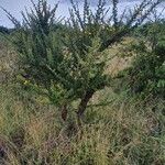 Vachellia hockii Хабит