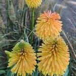 Kniphofia linearifolia Leaf