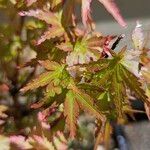 Acer palmatumBlad