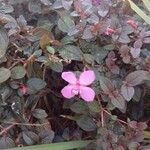 Centradenia inaequilateralis Flower