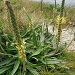 Plantago maritima Habitus