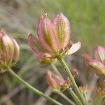 Lomatium triternatum Φρούτο