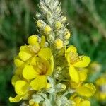 Verbascum lychnitis Цвят