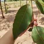 Eucalyptus robusta Levél
