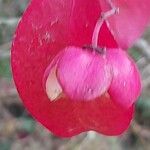 Euonymus carnosus Blatt