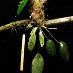 Acianthera aberrans Autre