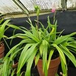 Phragmipedium longifolium عادت داشتن