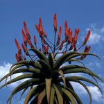 Aloe excelsa Цветок