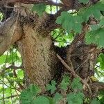 Acer campestre 树皮