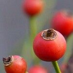 Rosa multiflora Fruit