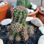 Echinocereus coccineus Інше