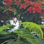 Delonix regia Leaf