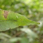 Lomariopsis hederacea Leaf